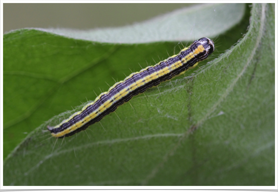 Epipaschia superatalis
Dimorphic Macalla
Bibb County, Alabama